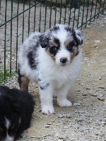 Mâle bleu merle 2