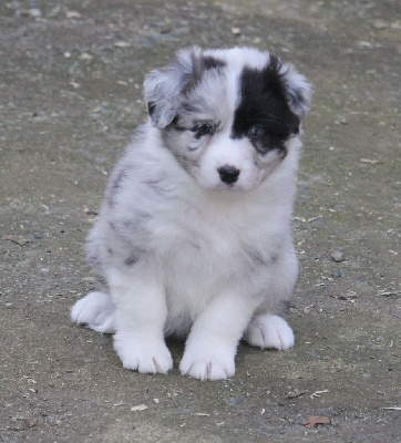 Femelle bleu merle bicolore