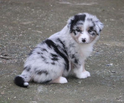 Femelle bleu merle tricolore