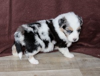 Mâle bleu merle 1