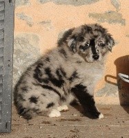 Mâle bleu merle bicolore