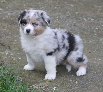 Mâle bleu merle