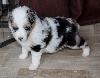 Mâle bleu merle 1