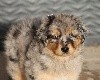 Femelle bleu merle 2