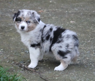 Mâle bleu merle