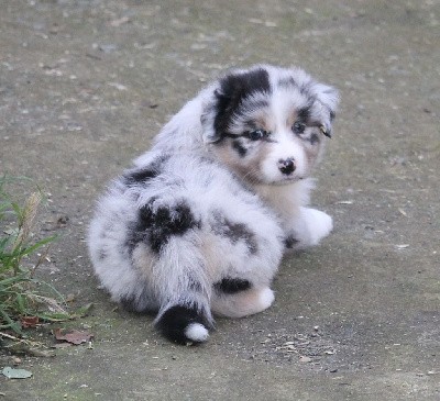 Femelle bleu merle tricolore