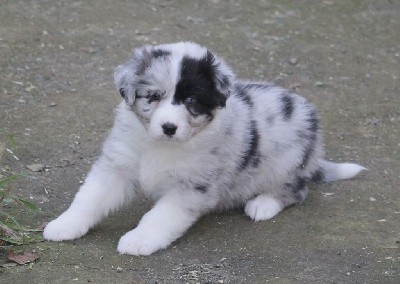 Femelle bleu merle bicolore