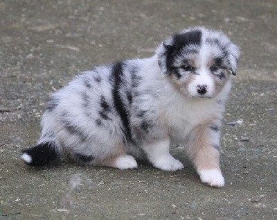 Femelle bleu merle tricolore