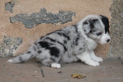 Femelle bleu merle bicolore