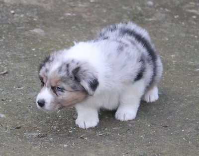 Mâle bleu merle