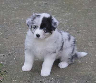 Femelle bleu merle bicolore