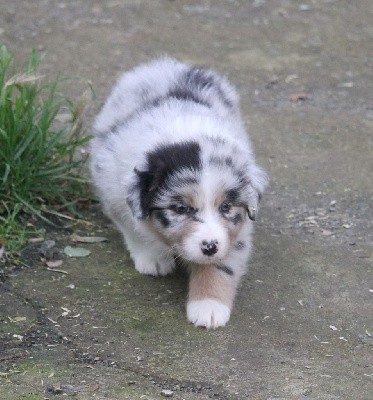 Femelle bleu merle tricolore