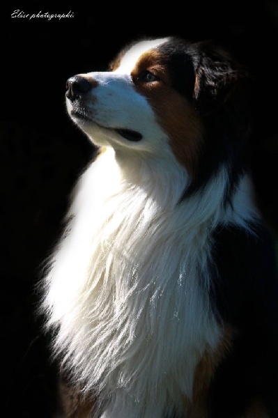 Il'iago loup of Cree's River