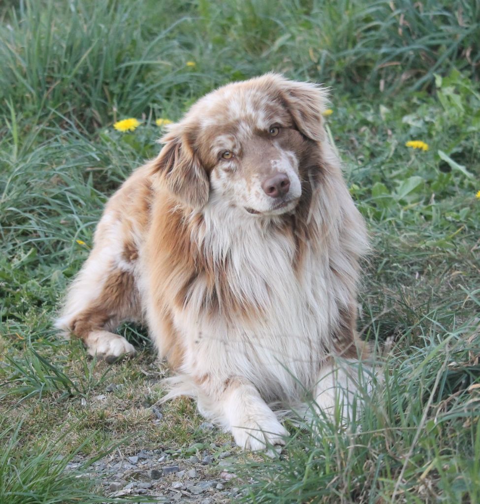 T'trop beau Good Spotted Paradise