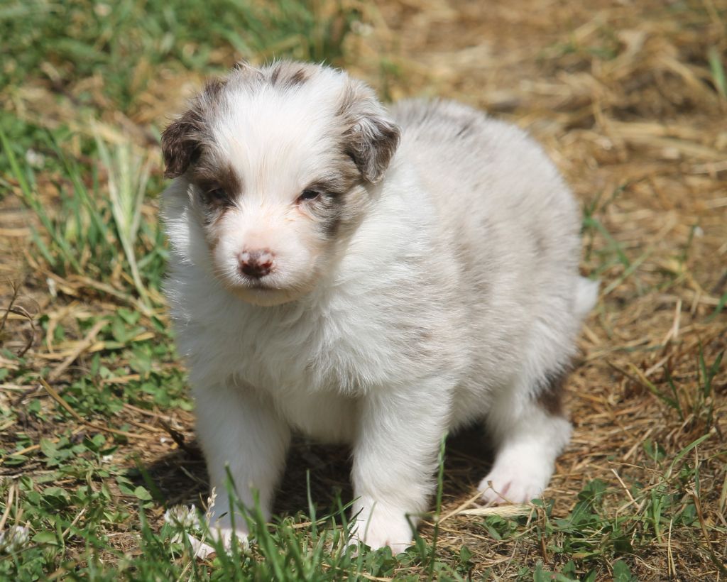 of Cree's River - Chiots disponibles - Berger Australien