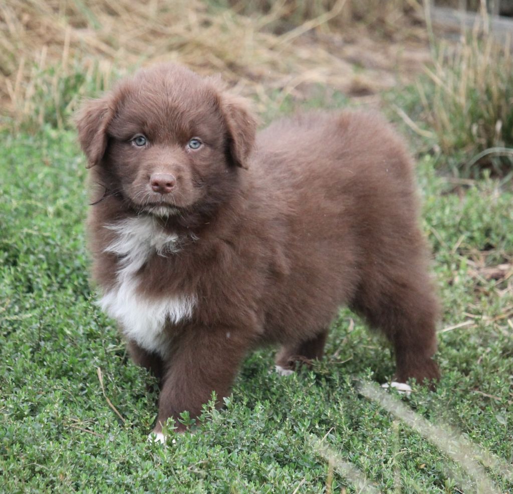 of Cree's River - Chiots disponibles - Berger Australien