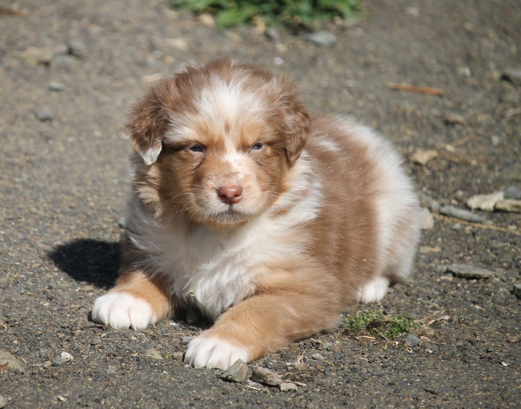 of Cree's River - Chiots disponibles - Berger Australien