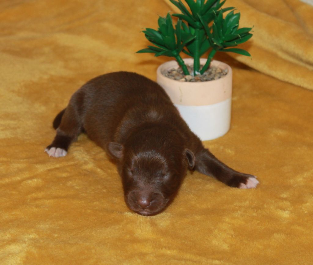 of Cree's River - Chiots disponibles - Berger Australien