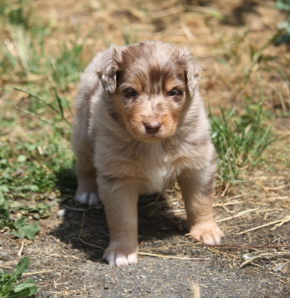of Cree's River - Chiots disponibles - Berger Australien