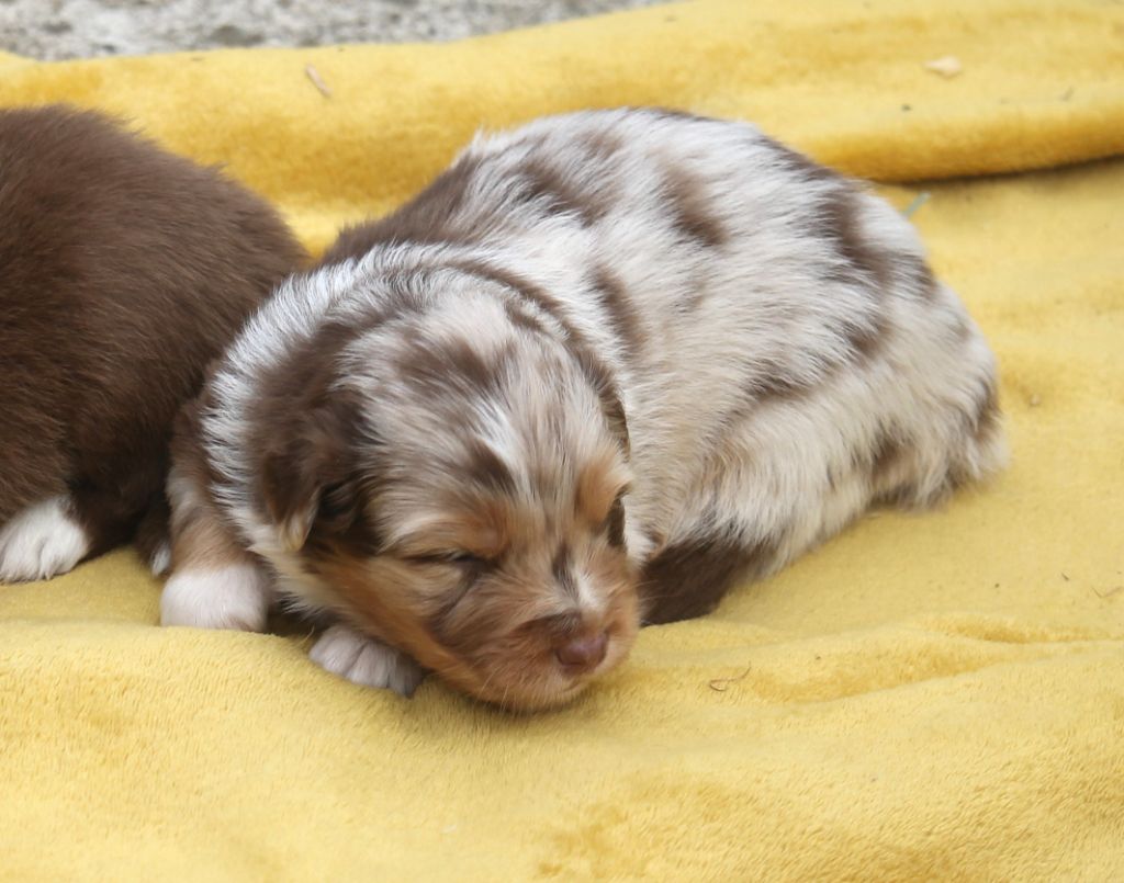 of Cree's River - Chiots disponibles - Berger Australien