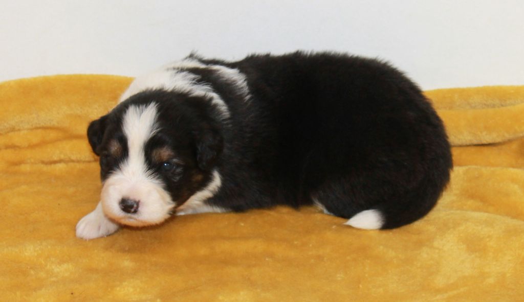 of Cree's River - Chiots disponibles - Berger Australien