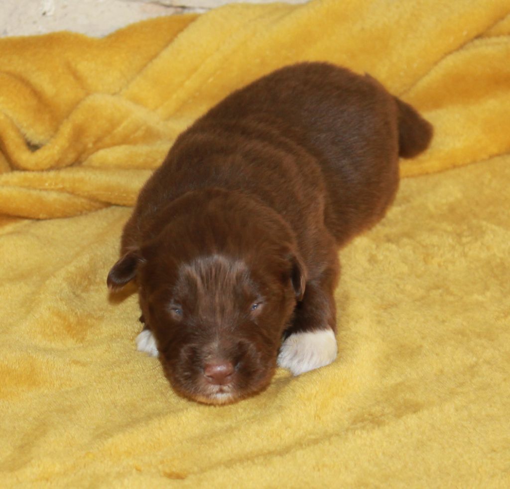 of Cree's River - Chiots disponibles - Berger Australien