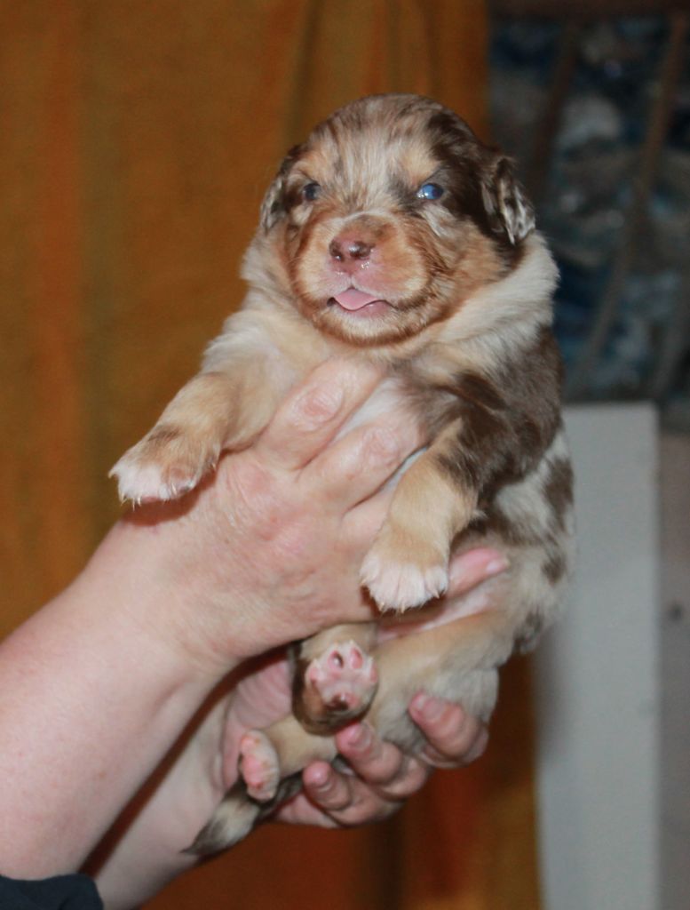 of Cree's River - Chiots disponibles - Berger Australien