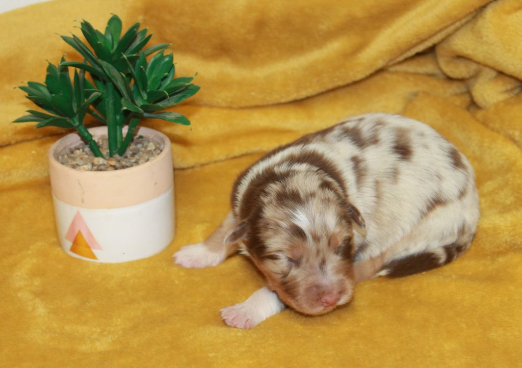 of Cree's River - Chiots disponibles - Berger Australien