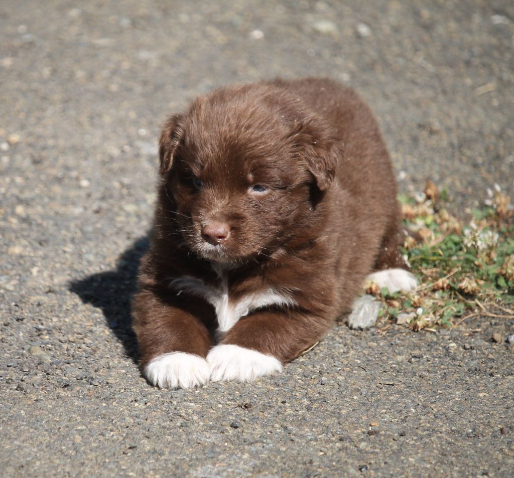 of Cree's River - Chiots disponibles - Berger Australien