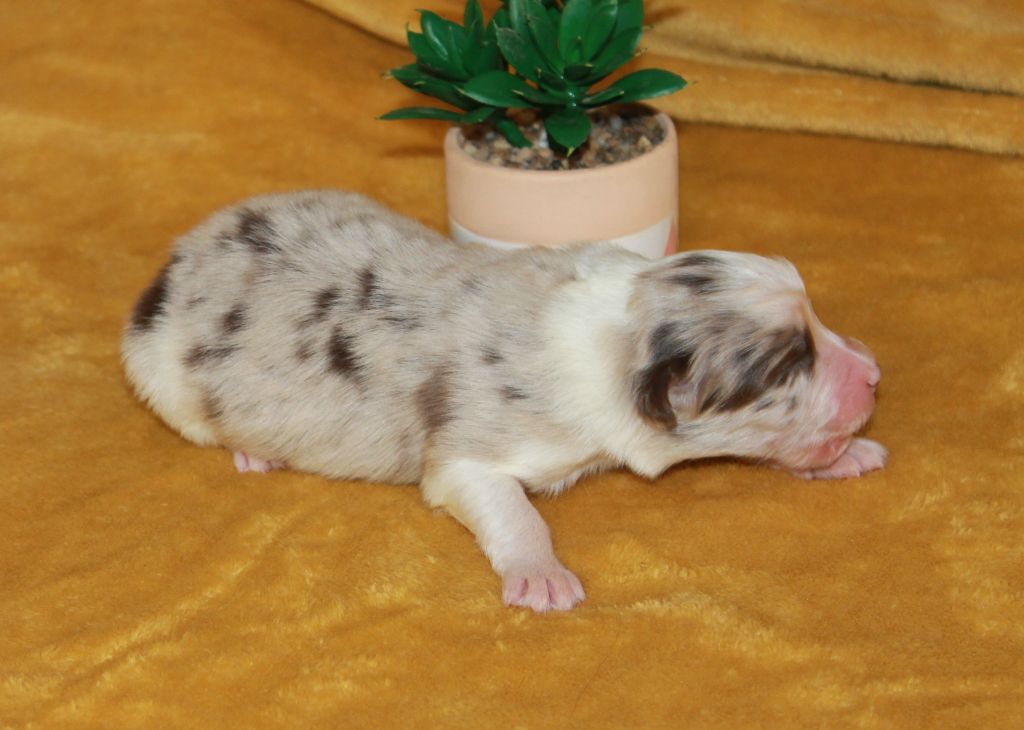 of Cree's River - Chiots disponibles - Berger Australien