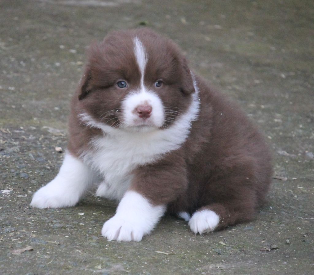 of Cree's River - Berger Australien - Portée née le 11/10/2023