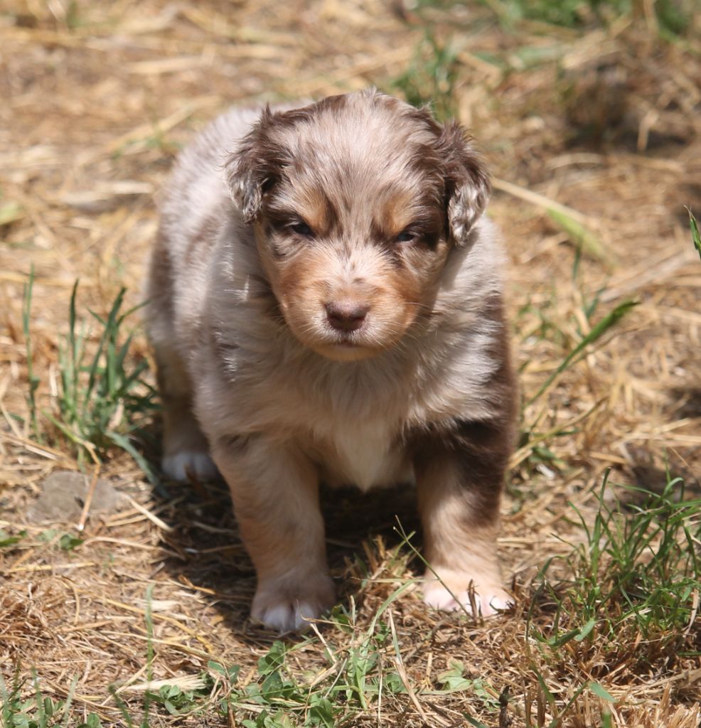 of Cree's River - Chiots disponibles - Berger Australien