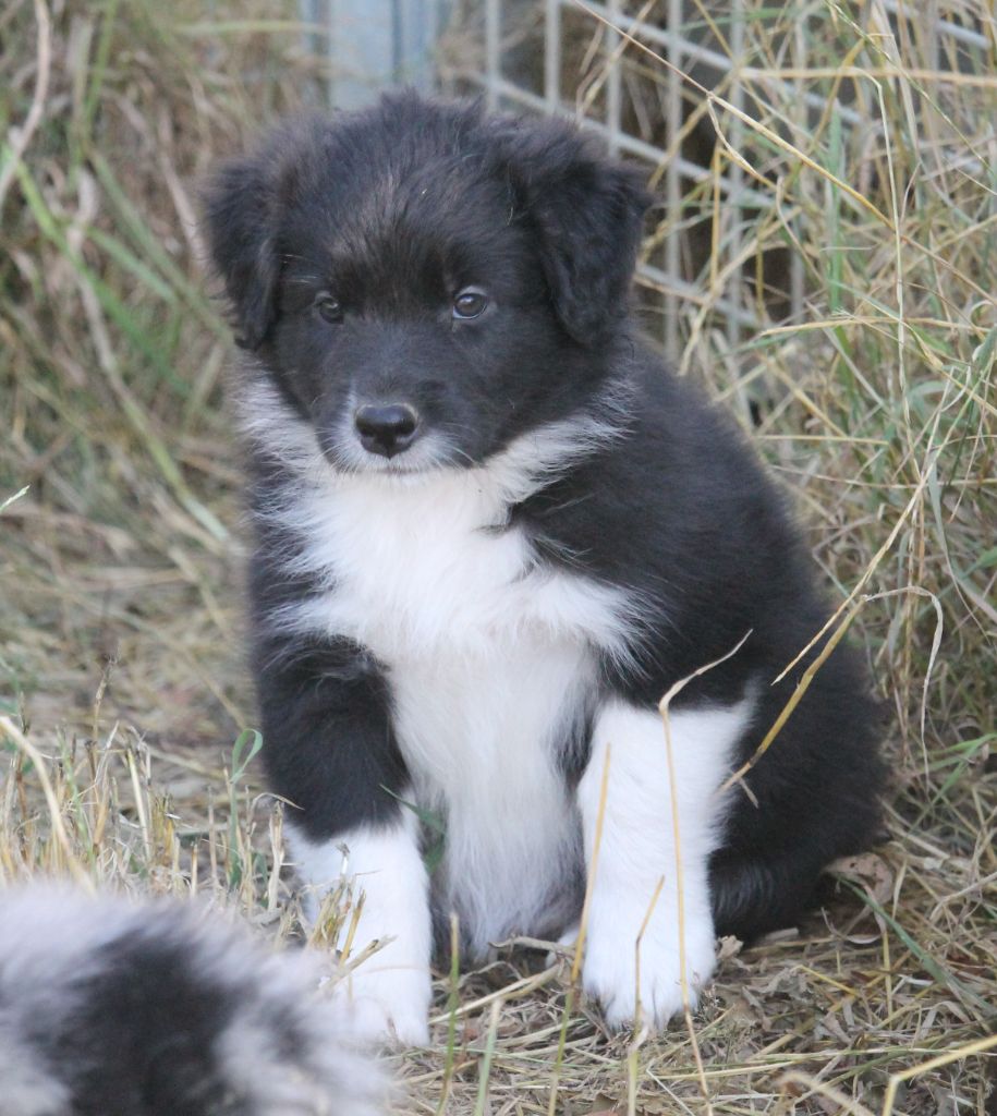 of Cree's River - Chiots disponibles - Berger Australien