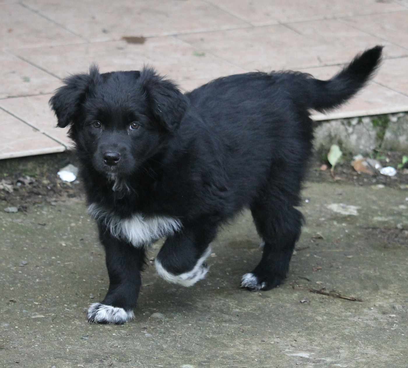 of Cree's River - Chiots disponibles - Berger Australien