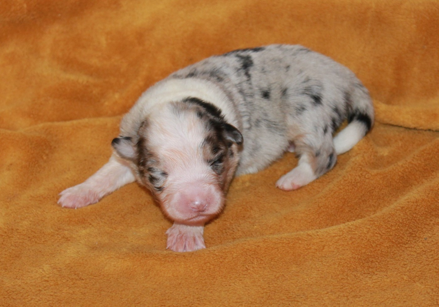 of Cree's River - Chiots disponibles - Berger Australien