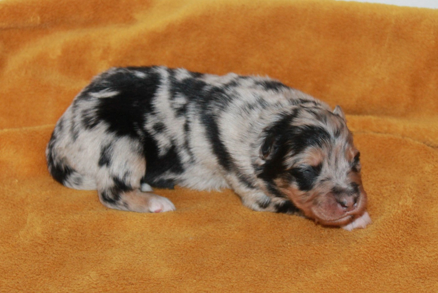 of Cree's River - Chiots disponibles - Berger Australien