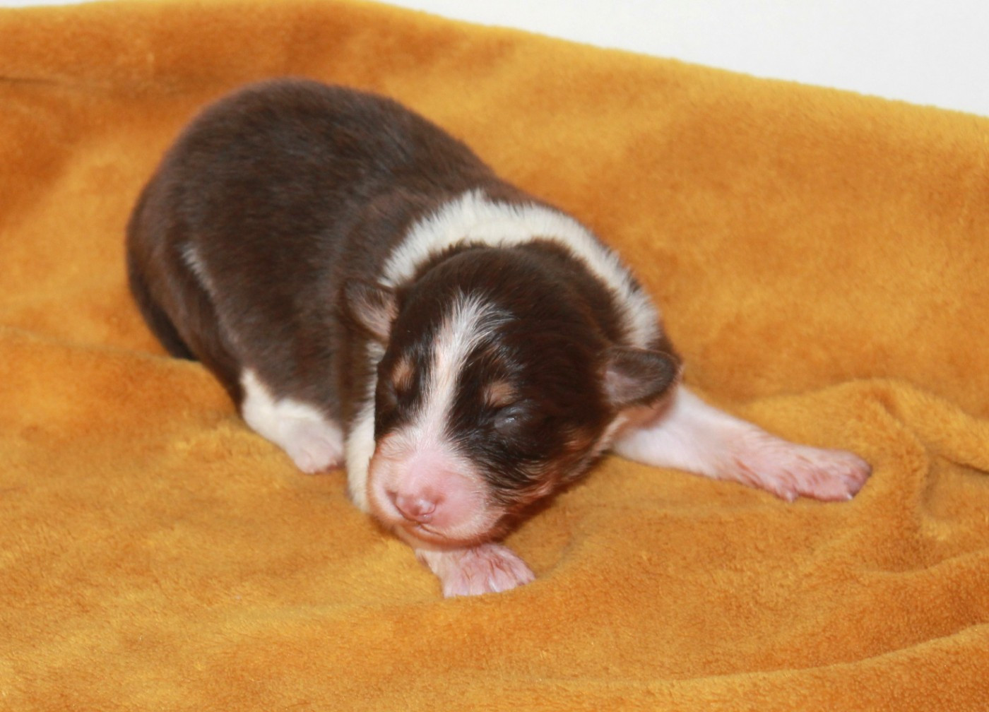 of Cree's River - Chiots disponibles - Berger Australien