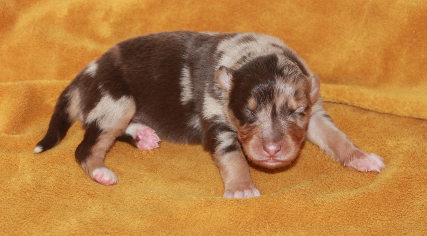 of Cree's River - Chiots disponibles - Berger Australien
