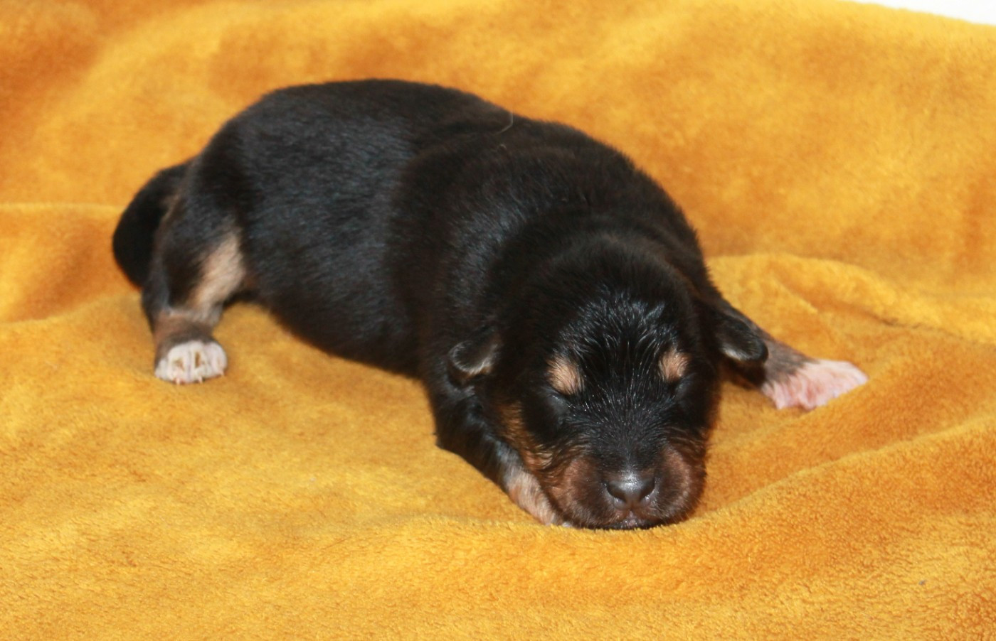 of Cree's River - Chiots disponibles - Berger Australien