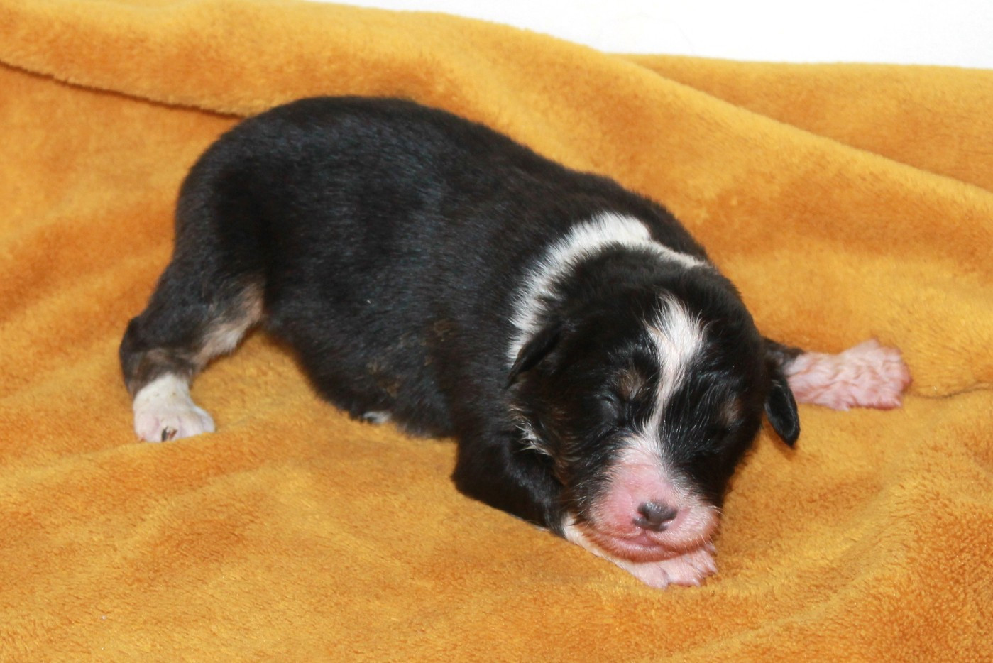 of Cree's River - Chiots disponibles - Berger Australien