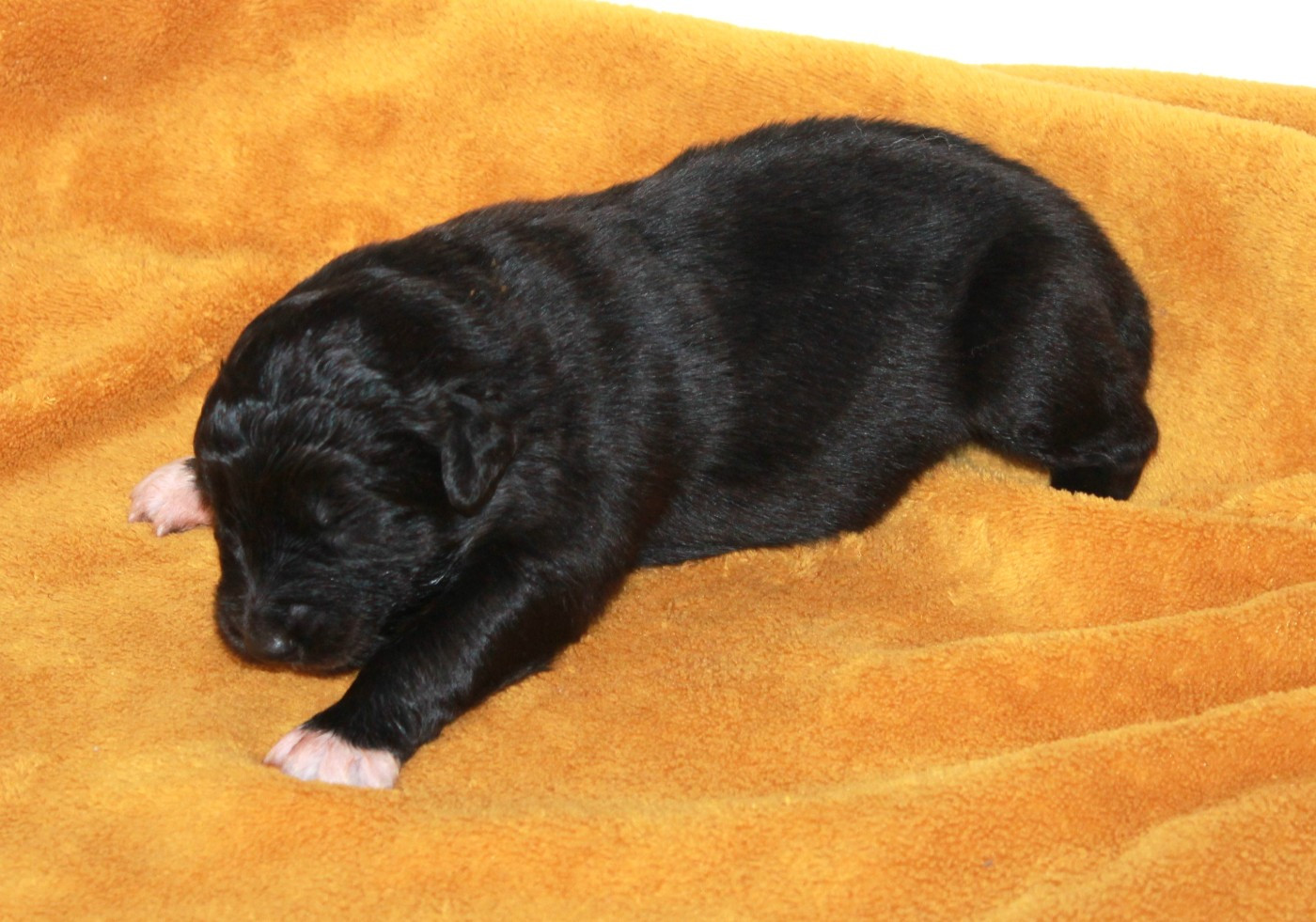 of Cree's River - Chiots disponibles - Berger Australien