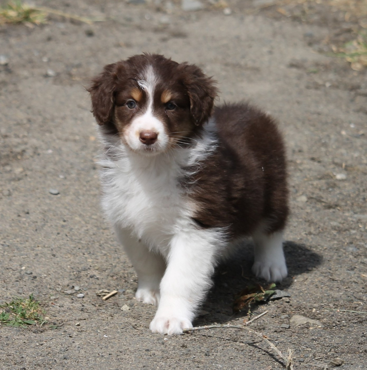 of Cree's River - Chiots disponibles - Berger Australien