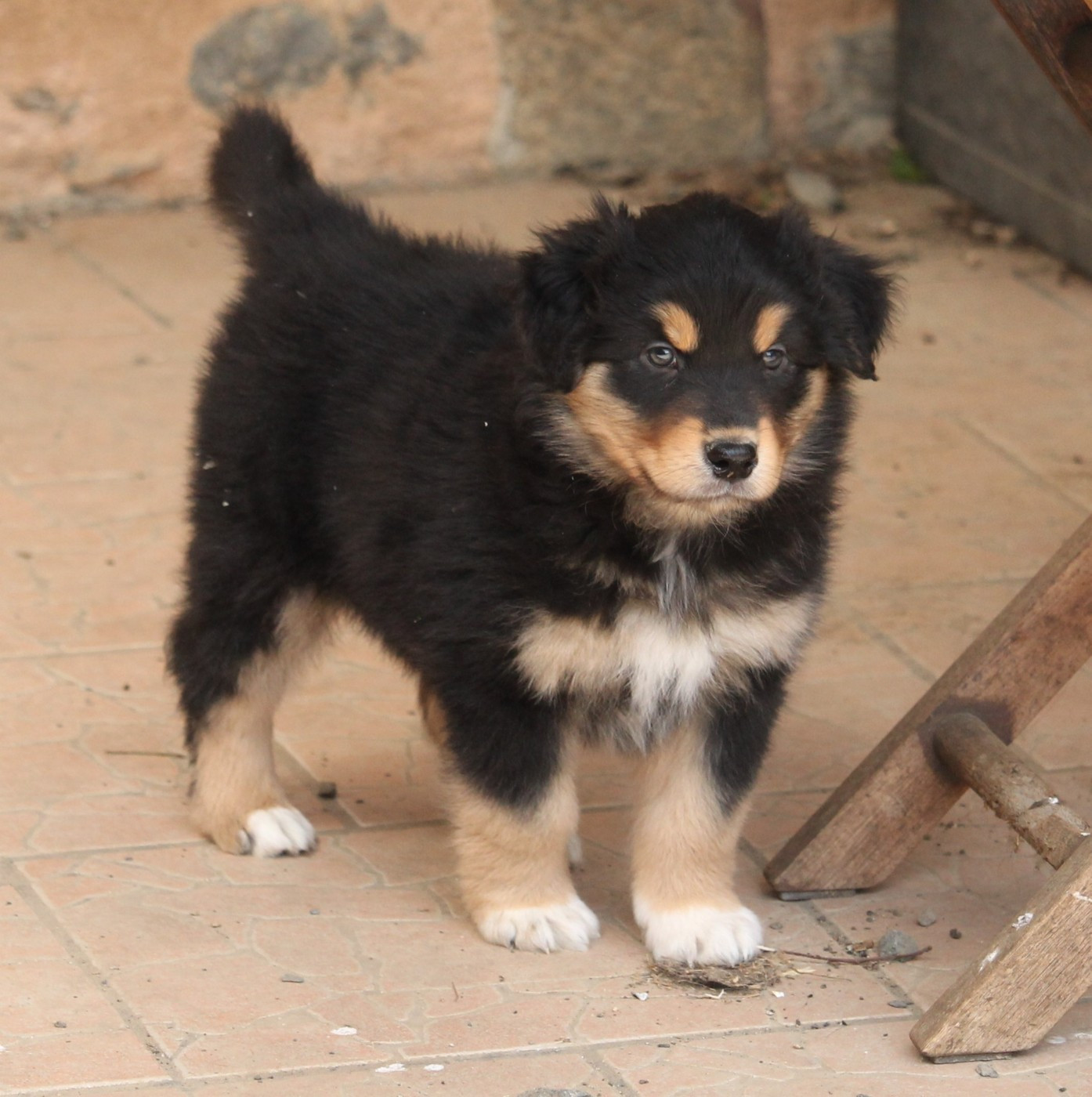 of Cree's River - Chiots disponibles - Berger Australien