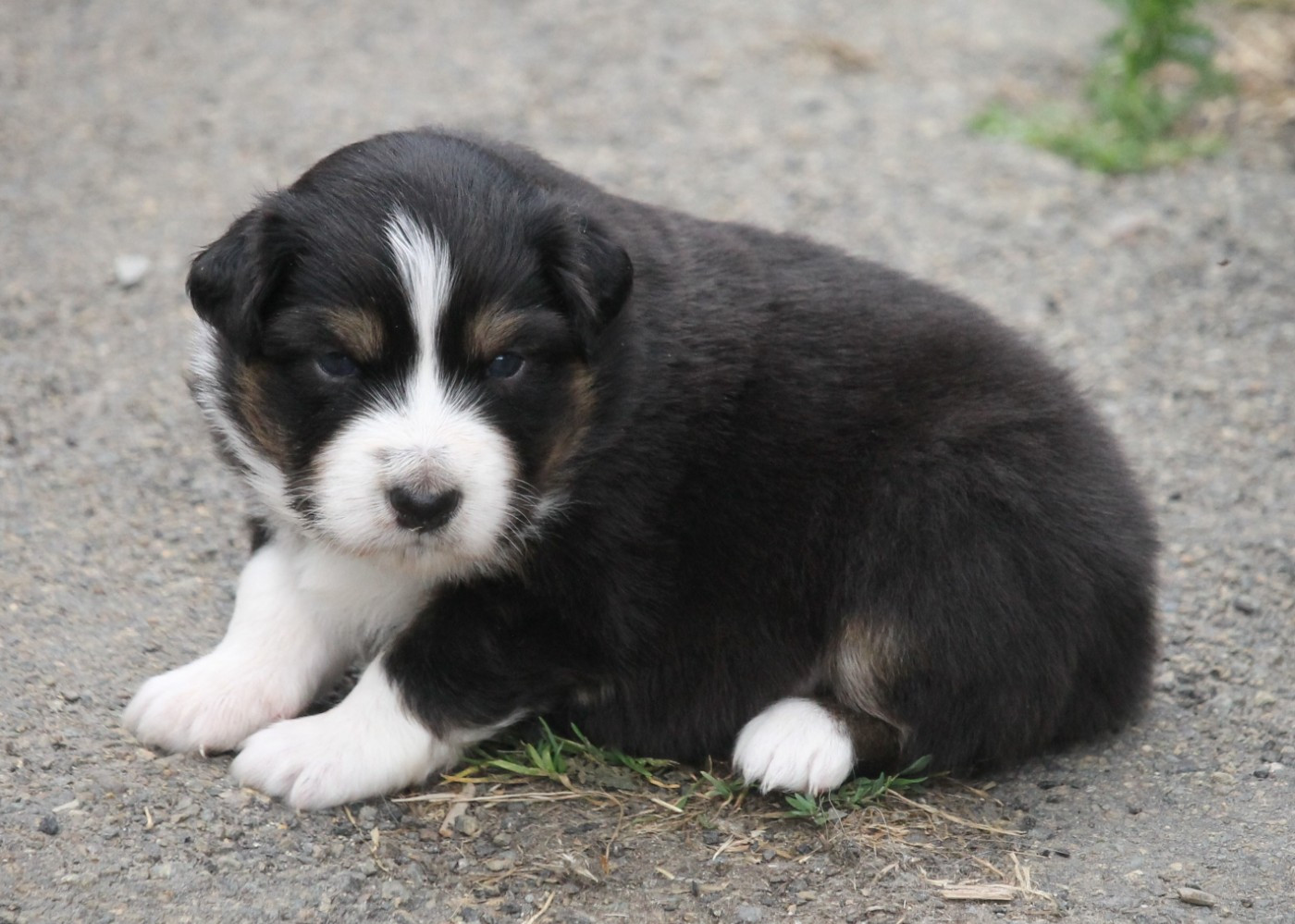 of Cree's River - Chiots disponibles - Berger Australien