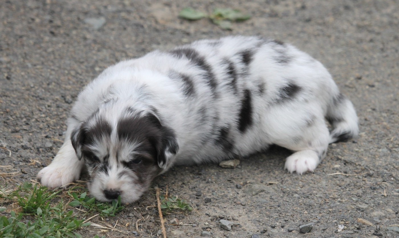 of Cree's River - Chiots disponibles - Berger Australien