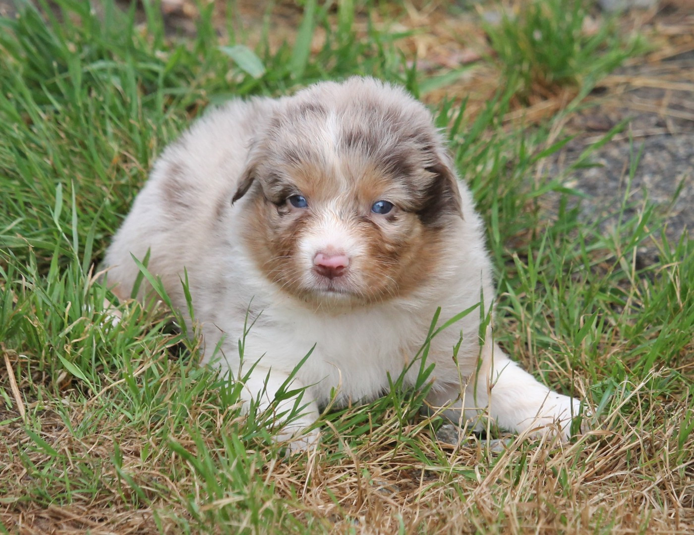 of Cree's River - Chiots disponibles - Berger Australien