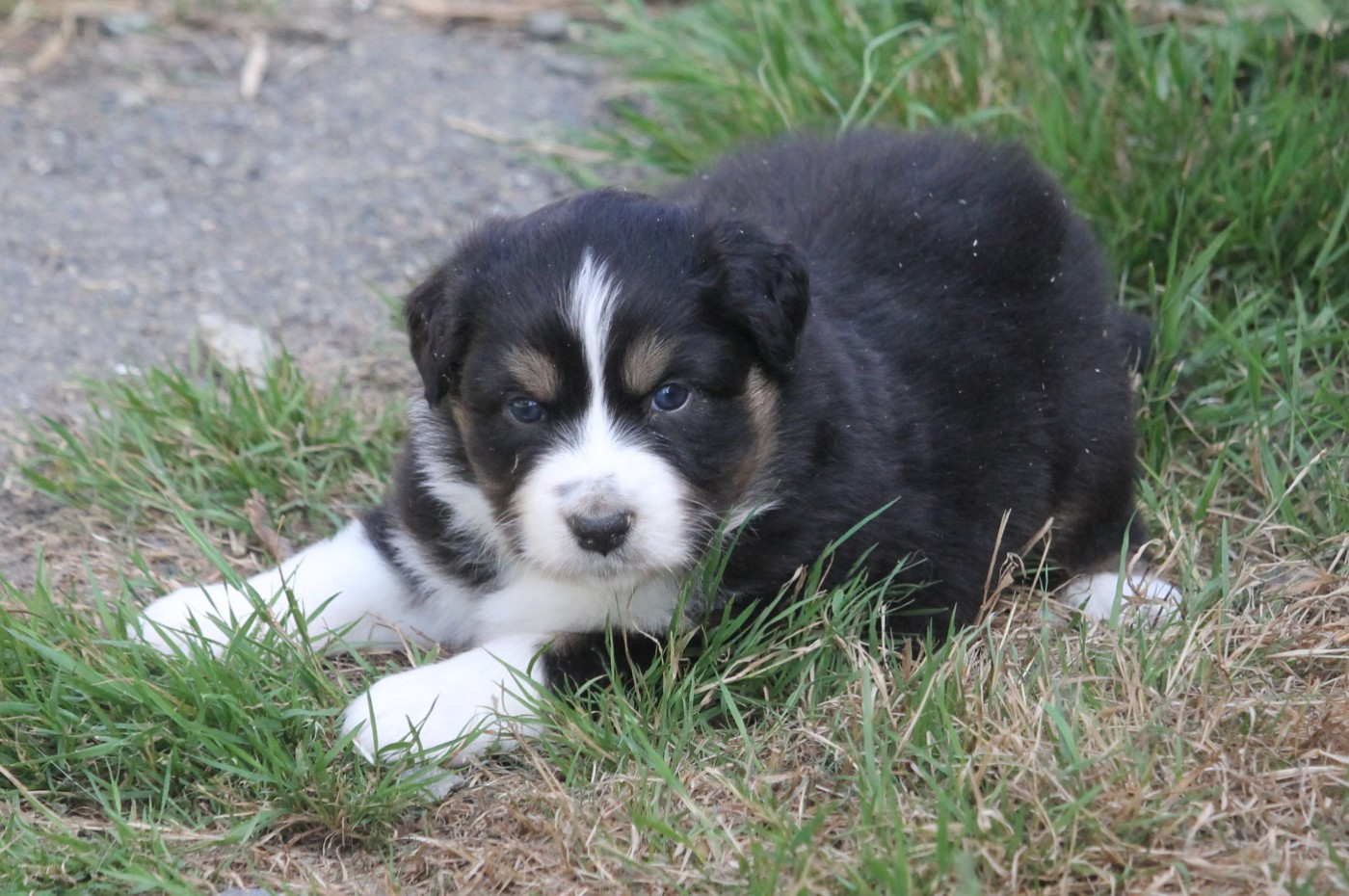 of Cree's River - Chiots disponibles - Berger Australien