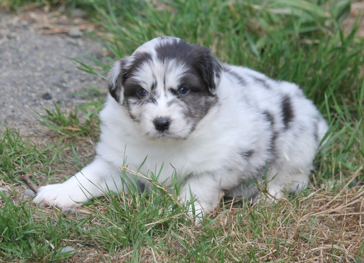 of Cree's River - Chiots disponibles - Berger Australien