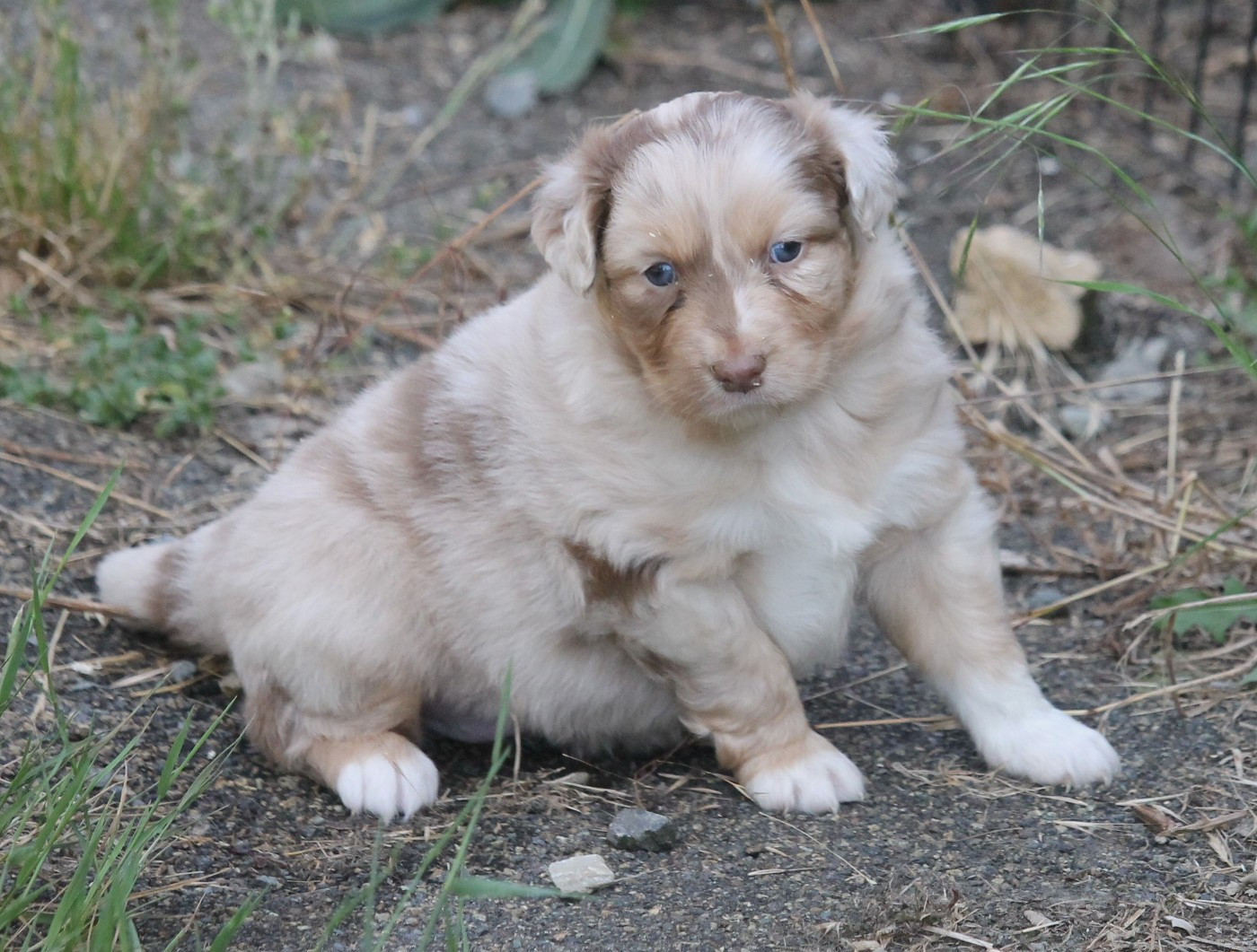 of Cree's River - Chiots disponibles - Berger Australien