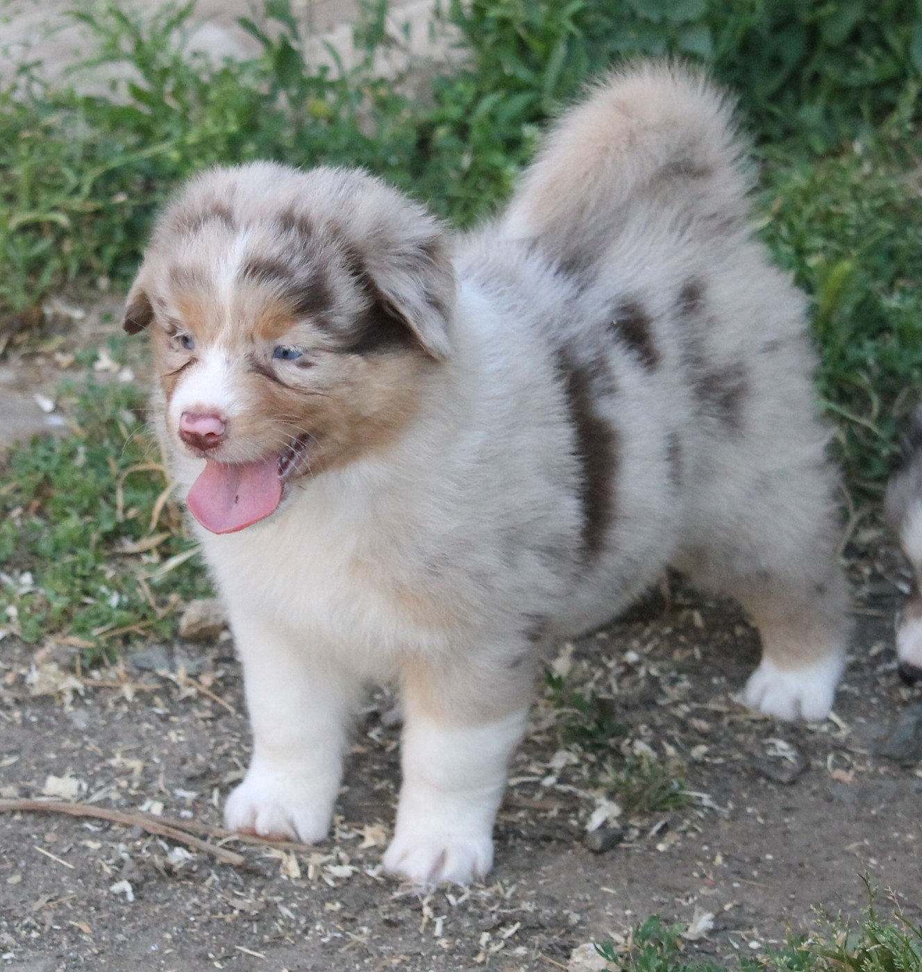 of Cree's River - Chiots disponibles - Berger Australien